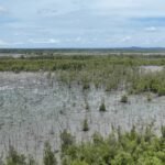 Viral! Kabid GTK OKI Diduga Dianiaya, Laporkan Oknum Kader Partai ke Polisi Bukit Asam, Konservasi Pesisir, PTBA, Tanam 40 Ribu Bibir Mangrove , Lampung Timur.