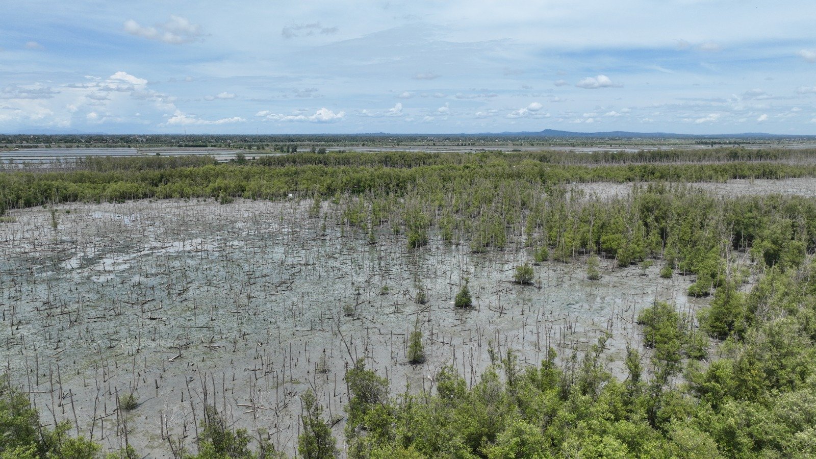 Lanjutkan Konservasi Pesisir, PTBA Tanam 40 Ribu Bibir Mangrove di Lampung Timur Bukit Asam, Konservasi Pesisir, PTBA, Tanam 40 Ribu Bibir Mangrove , Lampung Timur.