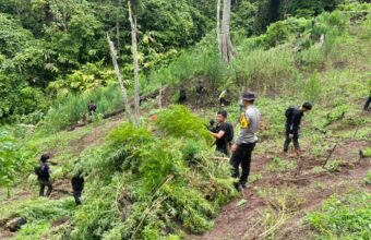 Temukan 3 Hektare Ladang Ganja di Empat Lawang, Polisi Sempat Dihadang Massa Temukan 3 Hektare Ladang Ganja di Empat Lawang, Polisi Sempat Dihadang Massa